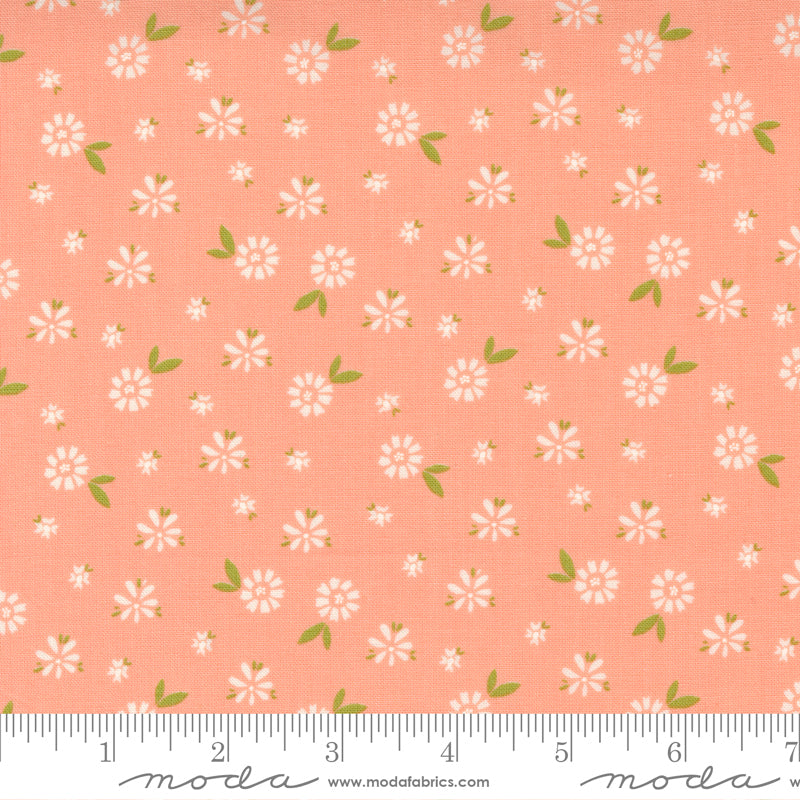 Seashore Drive Cantalope