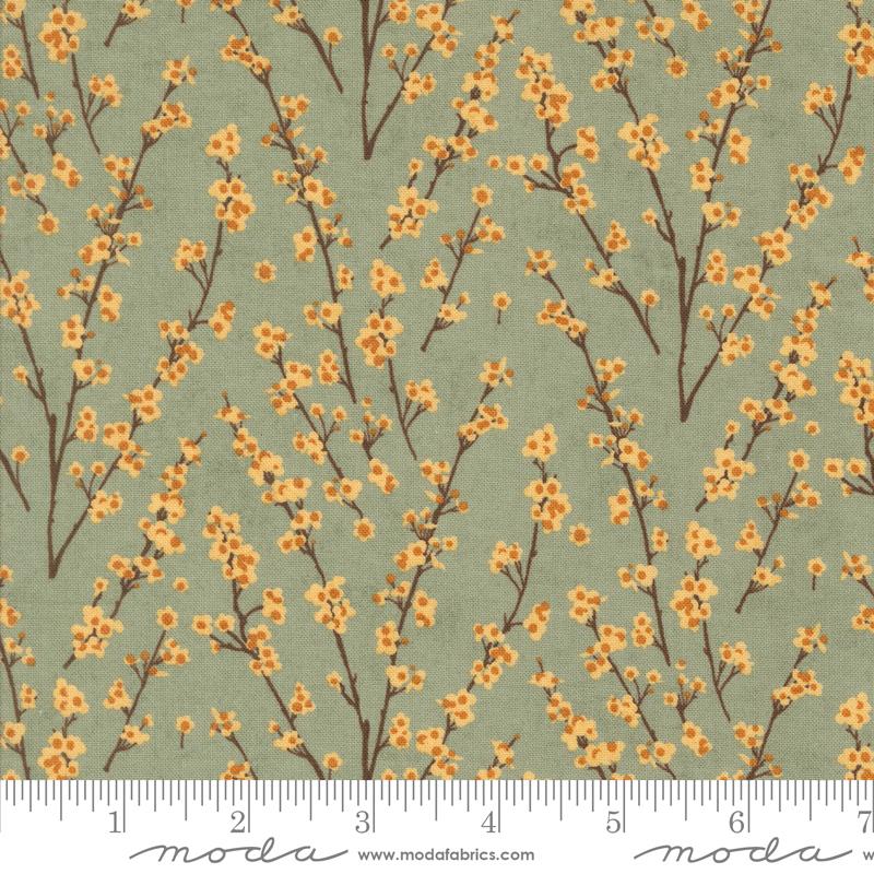 Acorn Hollow Sage