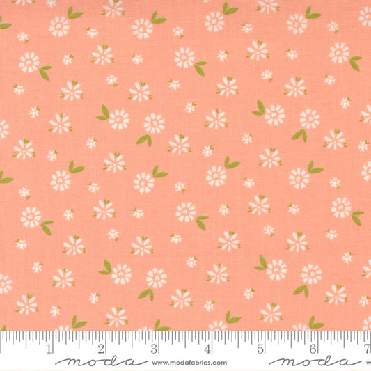 Seashore Drive Cantalope