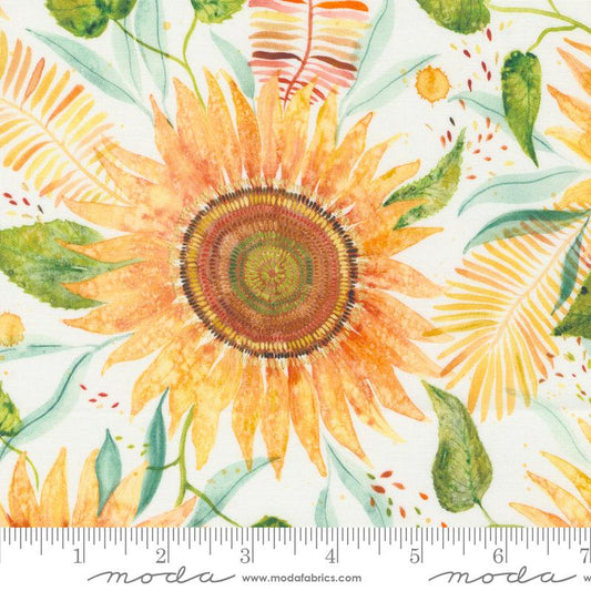 Floribunda Cloud Sunflower