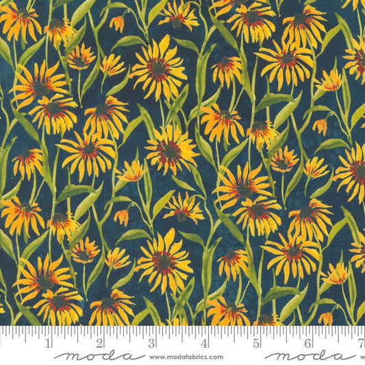 Floribunda Midnight Daisies