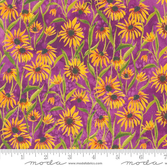 Floribunda Violet Daisies
