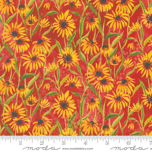 Floribunda Spice Daisies