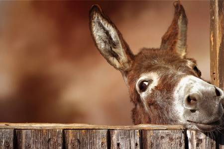 Donkey at the Gate Panel