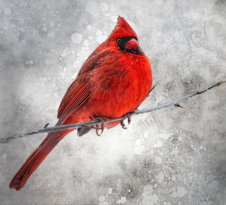 Red Cardinal in Snow Panel